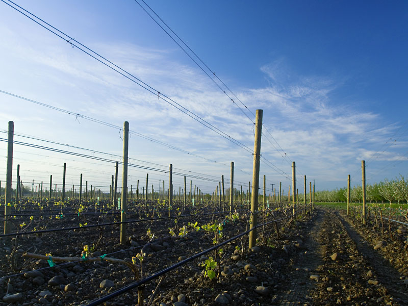 Spring time at Cayuse Vineyards.